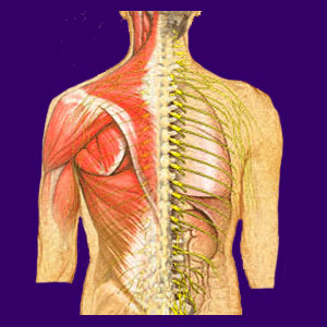 Causes of Thoracic Outlet Syndrome
