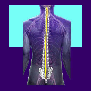 Spinal Cord Damage