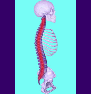 Spine Pain