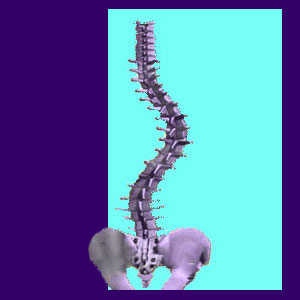 Spine Specialists