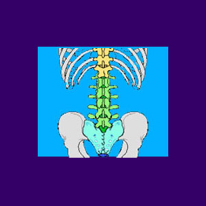 Thoracolumbar Spine